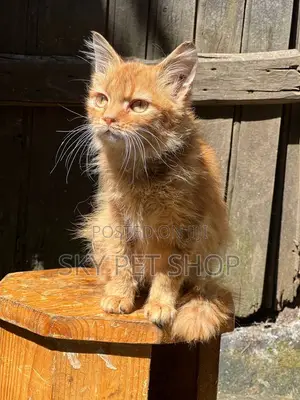 1-3 months Male Purebred Bombay
