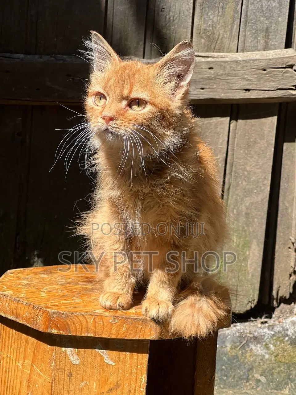 1-3 months Male Purebred Bombay