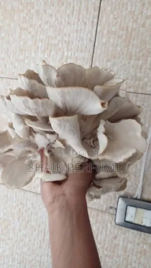 Fresh Oyster Mushroom