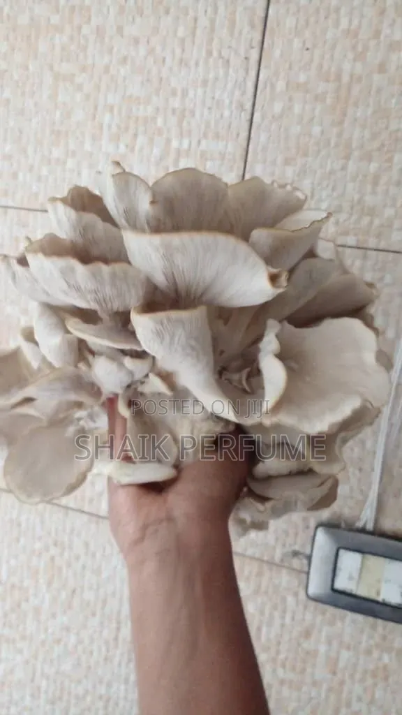 Fresh Oyster Mushroom