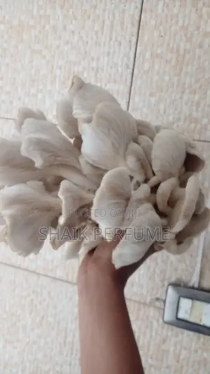 Fresh Oyster Mushroom