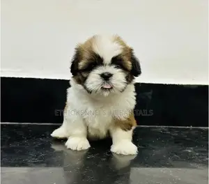 1-3 months Male Mixed Breed Maltese Shih Tzu
