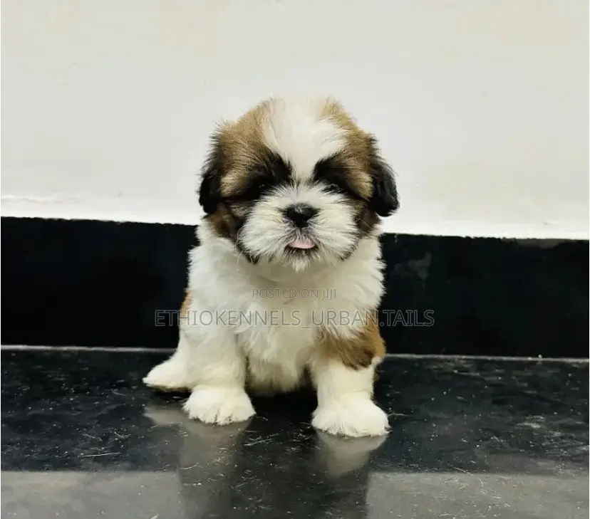 1-3 months Male Mixed Breed Maltese Shih Tzu
