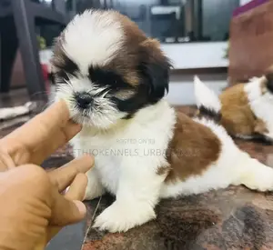 1-3 months Male Mixed Breed Maltese Shih Tzu