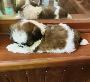 1-3 months Male Mixed Breed Maltese Shih Tzu