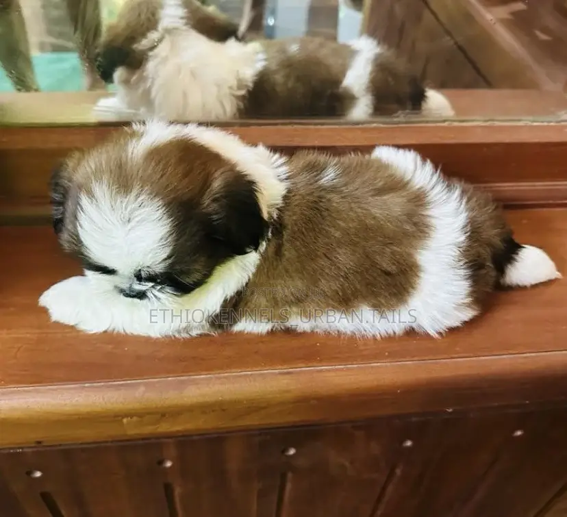 1-3 months Male Mixed Breed Maltese Shih Tzu