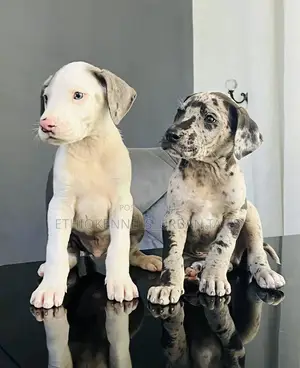 1-3 months Male Purebred Great Dane