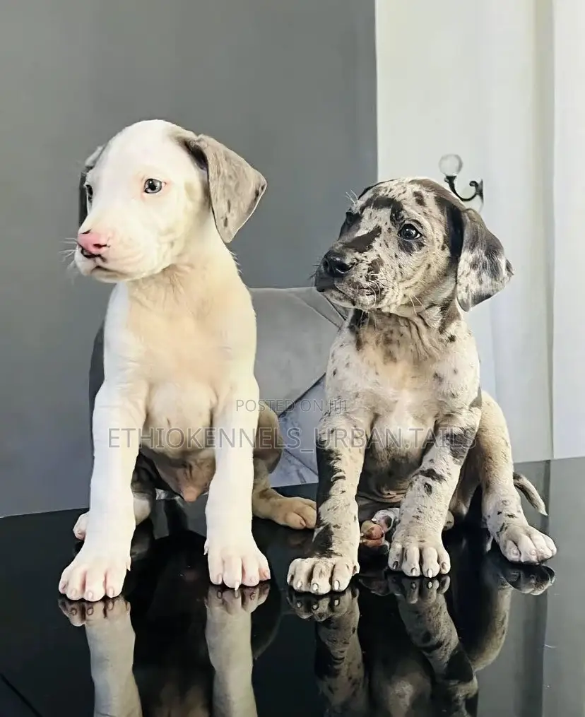 1-3 months Male Purebred Great Dane