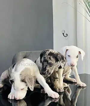 1-3 months Male Purebred Great Dane