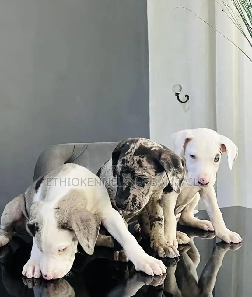 1-3 months Male Purebred Great Dane