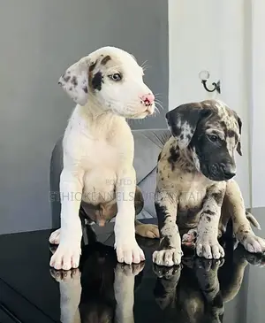 1-3 months Male Purebred Great Dane