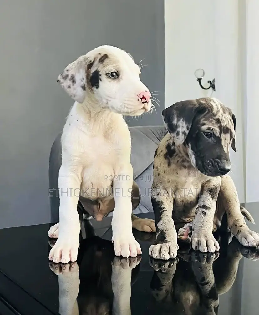 1-3 months Male Purebred Great Dane