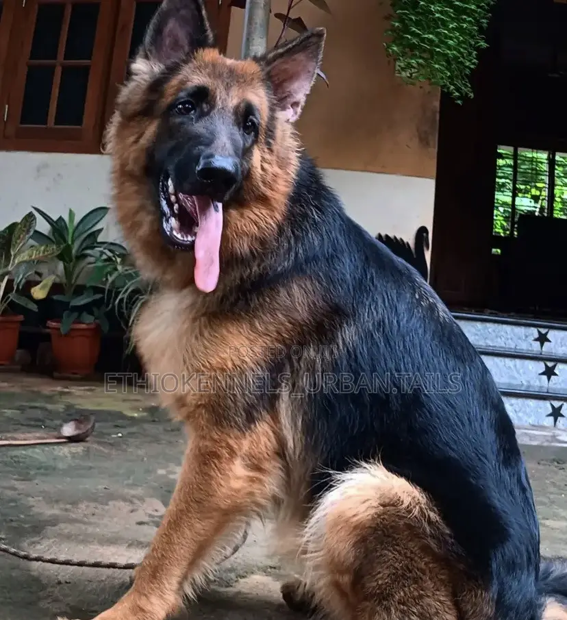 1+ year Male Purebred German Shepherd