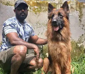 1+ year Male Purebred German Shepherd