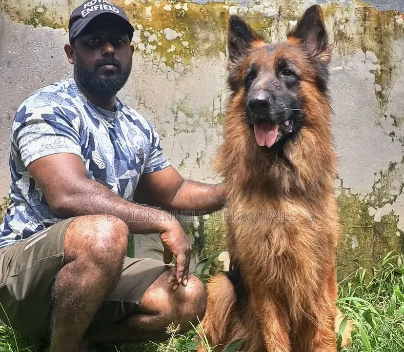 1+ year Male Purebred German Shepherd