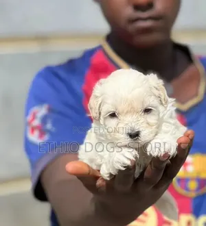 1-3 months Male Purebred Maltese