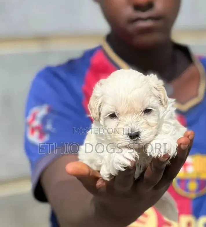1-3 months Male Purebred Maltese