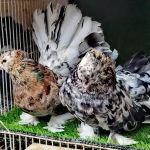 Quality Almond Indian Fantail