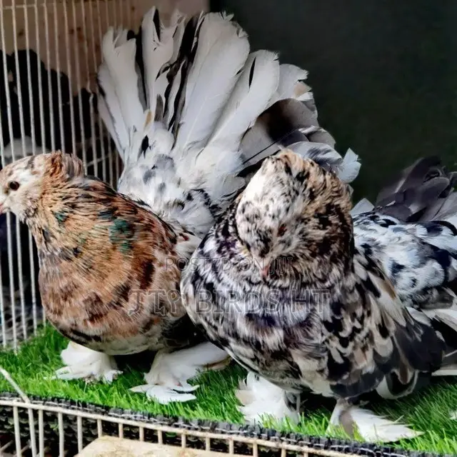 Quality Almond Indian Fantail