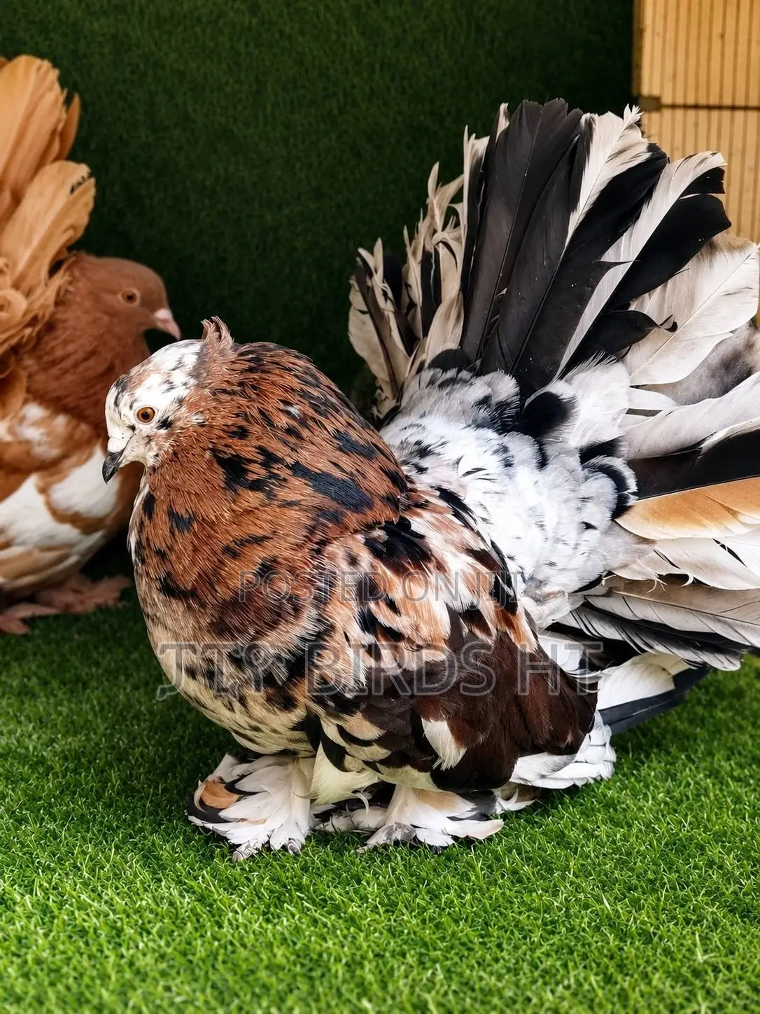 Quality Almond Indian Fantail