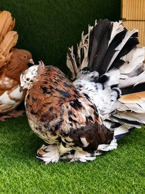 Quality Almond Indian Fantail