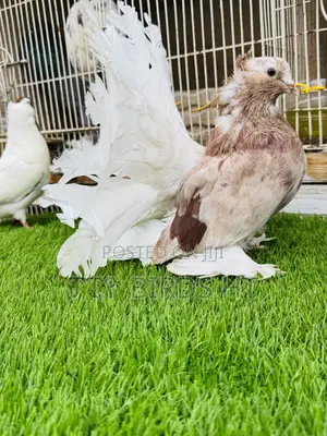 Quality Almond Indian Fantail