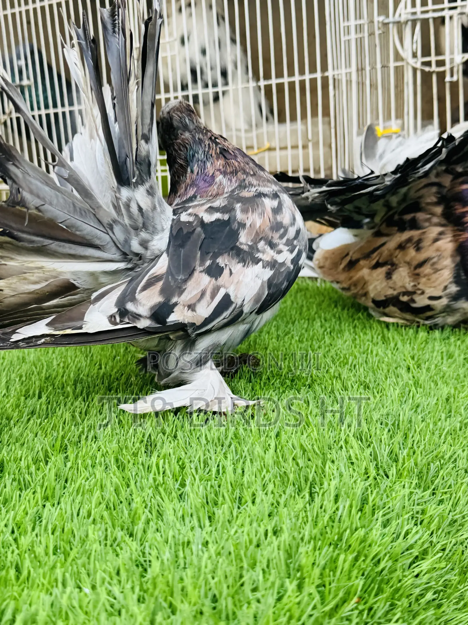 Quality Almond Indian Fantail