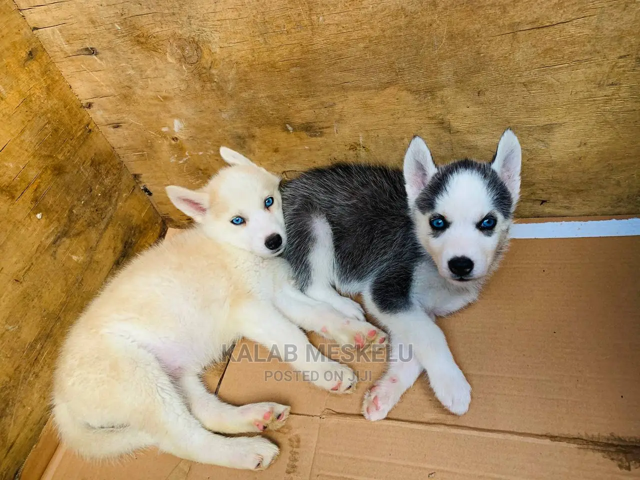 1-3 Months Female Purebred Siberian Husky