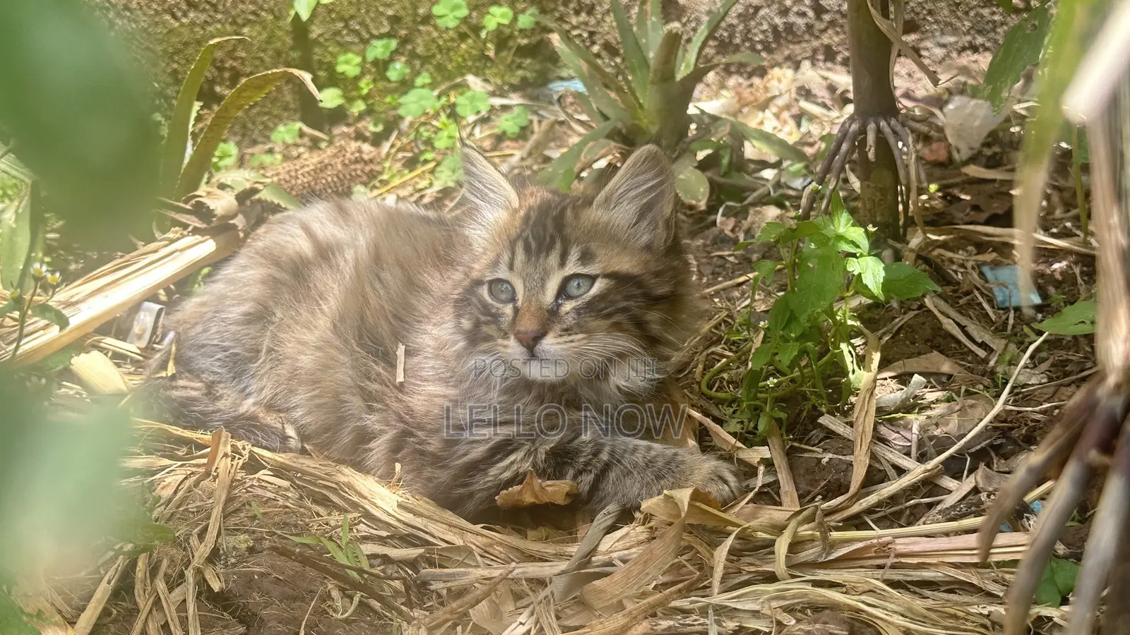 1-3 months Male Purebred Tabby