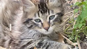 1-3 months Male Purebred Tabby