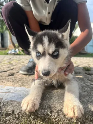 1-3 months Female Purebred Siberian Husky