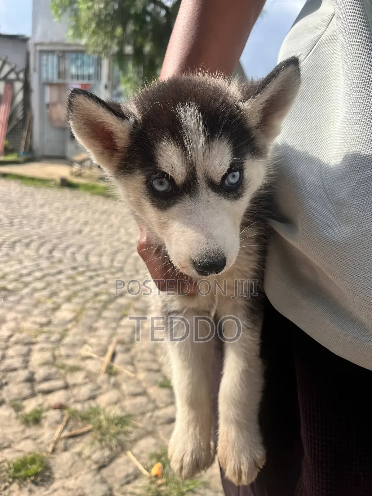 1-3 months Female Purebred Siberian Husky