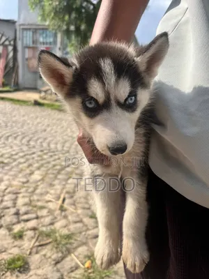 1-3 months Female Purebred Siberian Husky