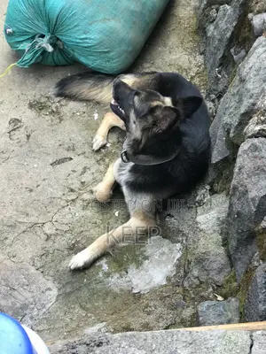 1+ year Female Mixed Breed German Shepherd
