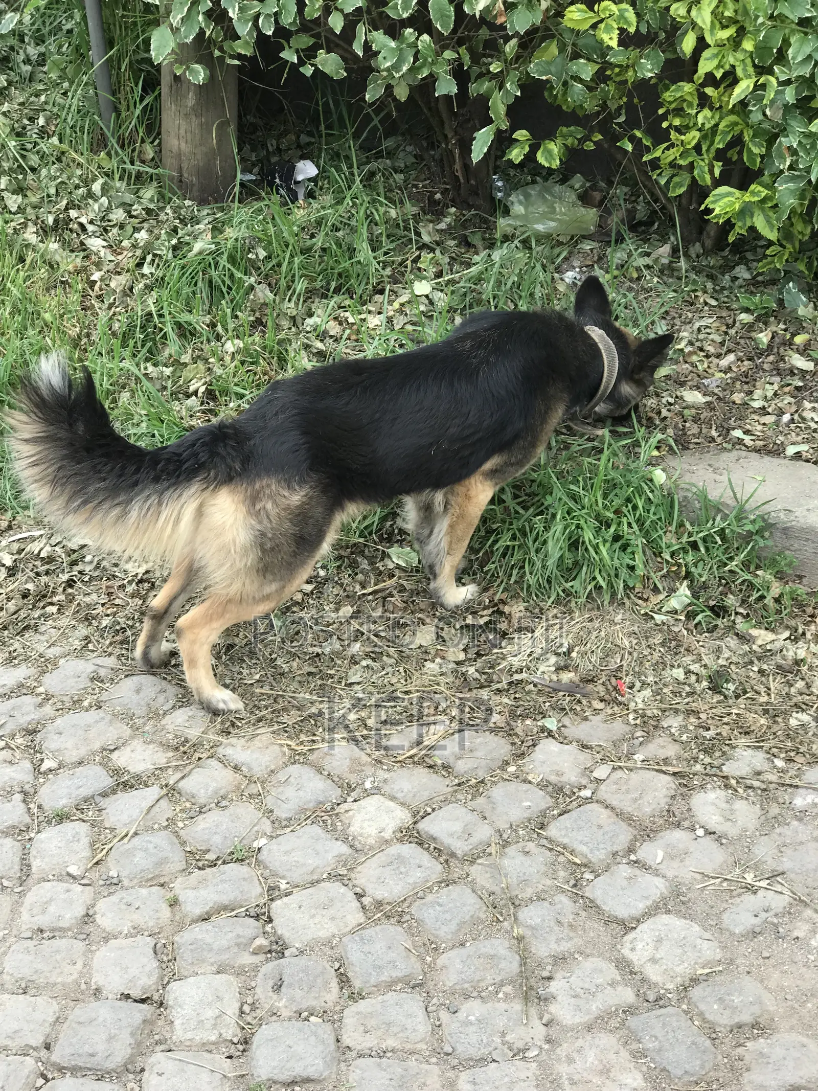 1+ year Female Mixed Breed German Shepherd