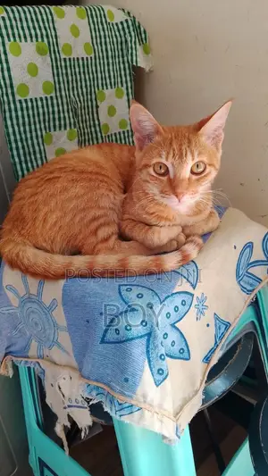 6-12 months Female Mixed Breed Exotic