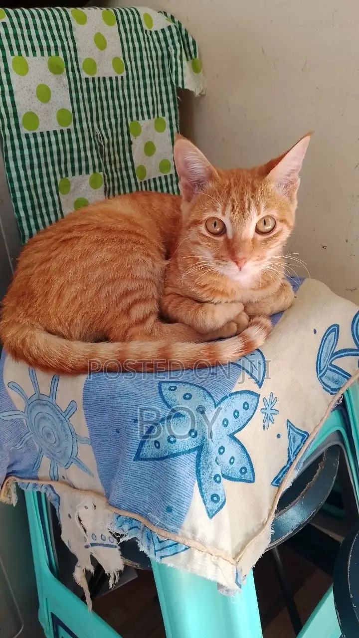 6-12 months Female Mixed Breed Exotic