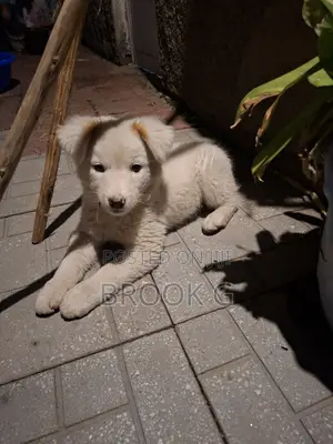 3-6 months Male Mixed Breed Great Pyrenees