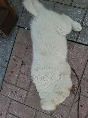 3-6 months Male Mixed Breed Great Pyrenees