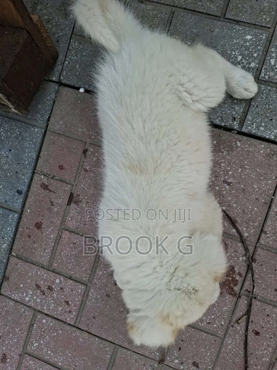 3-6 months Male Mixed Breed Great Pyrenees