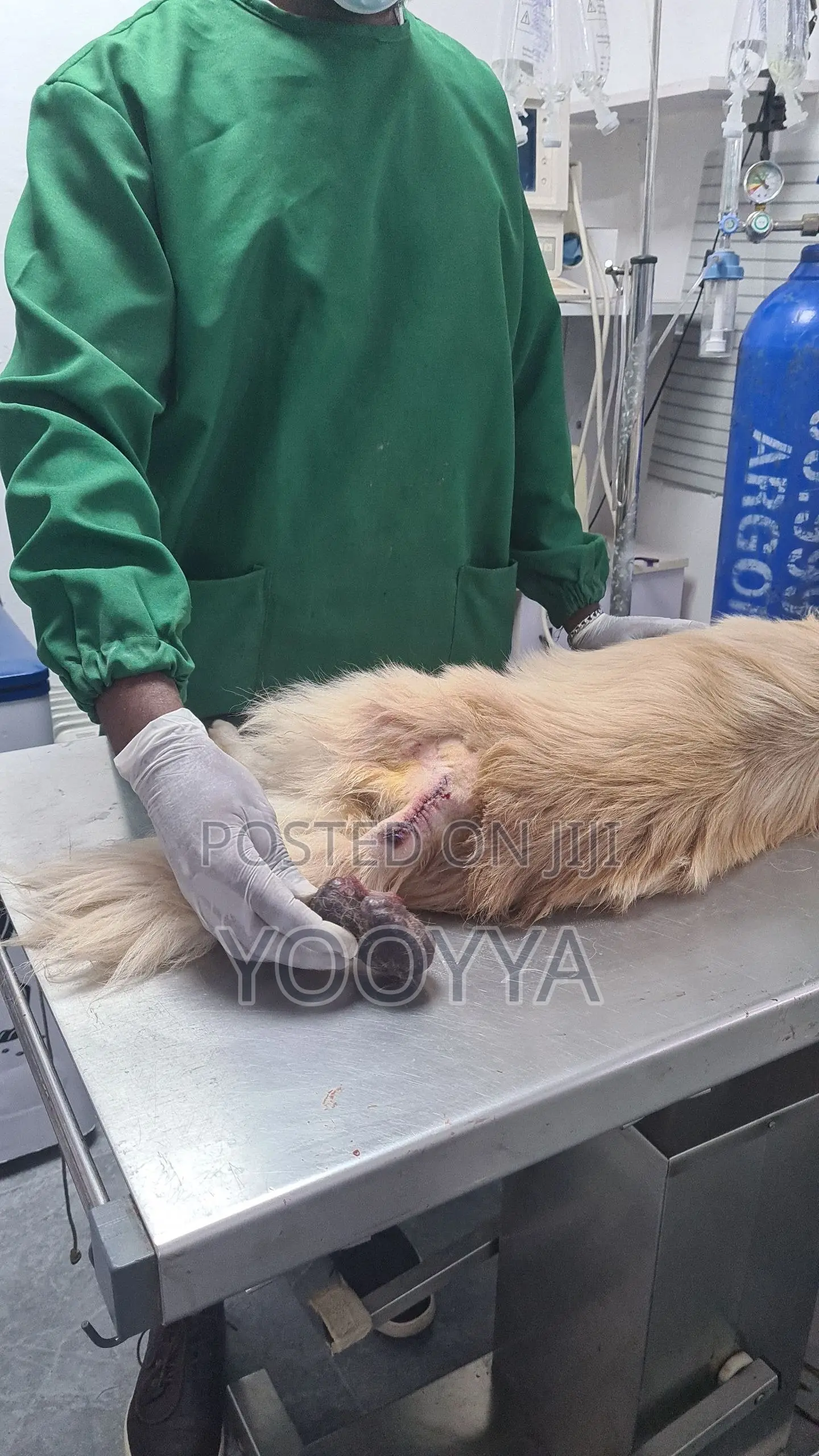 Home-to-Home Mobile Vet Service & Vaccination | Tom Vet Clinic