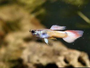 Beautiful Livebearers