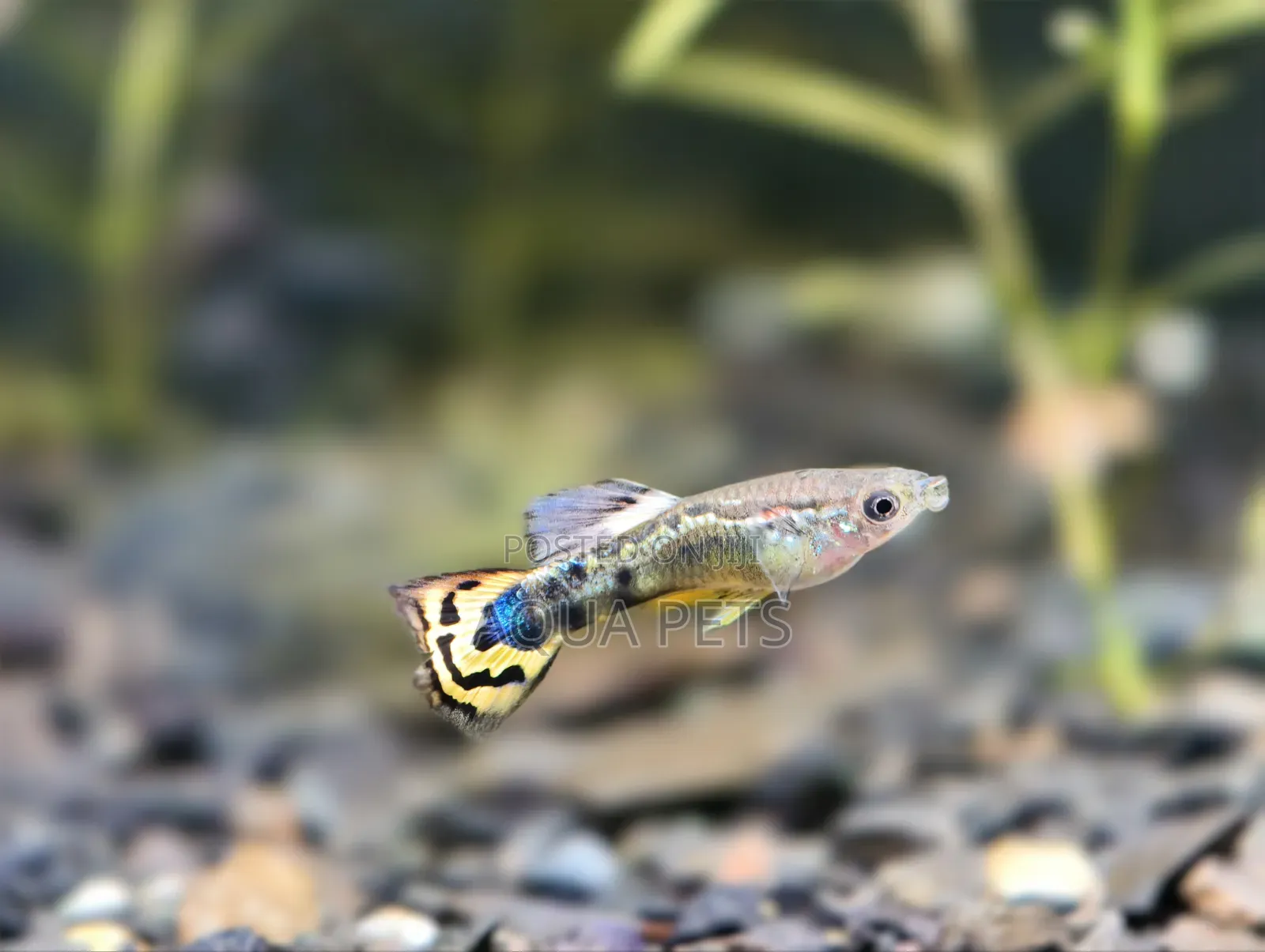 Beautiful Livebearers