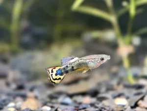 Beautiful Livebearers