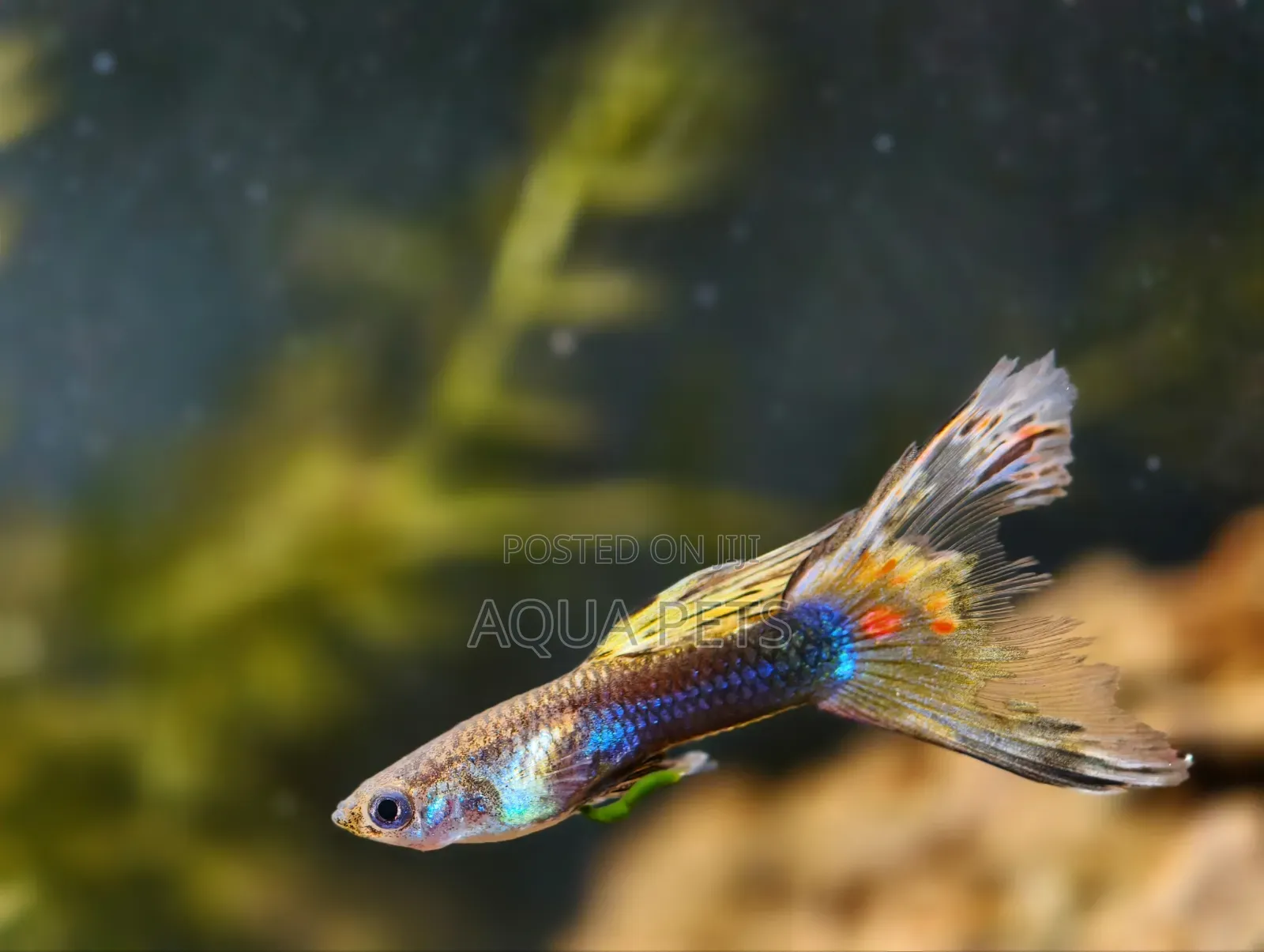 Different Color of GUPPYS