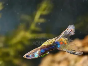 Different Color of GUPPYS