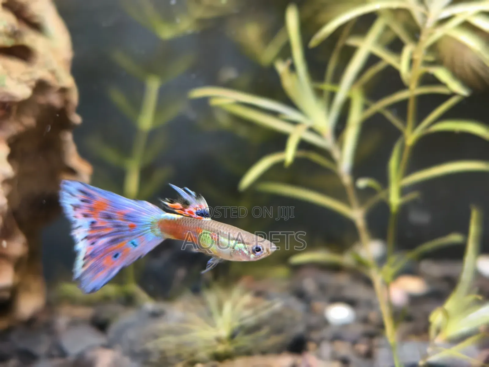 Different Color of GUPPYS