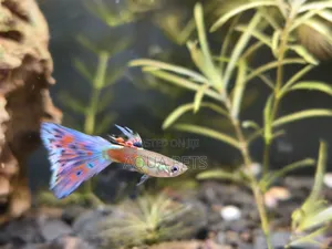 Different Color of GUPPYS