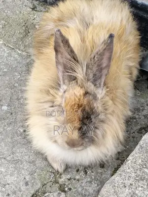 Rabbits and Their House for Sale