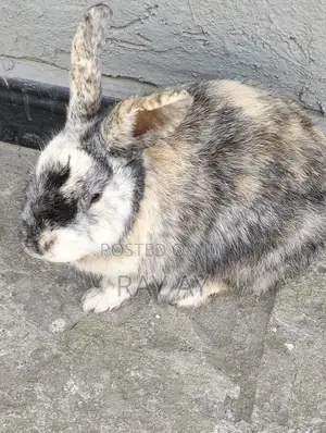 Rabbits and Their House for Sale